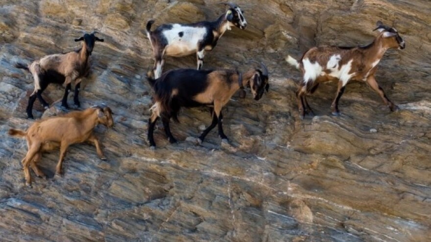 Evropska unija ulaže u grčku poljoprivredu