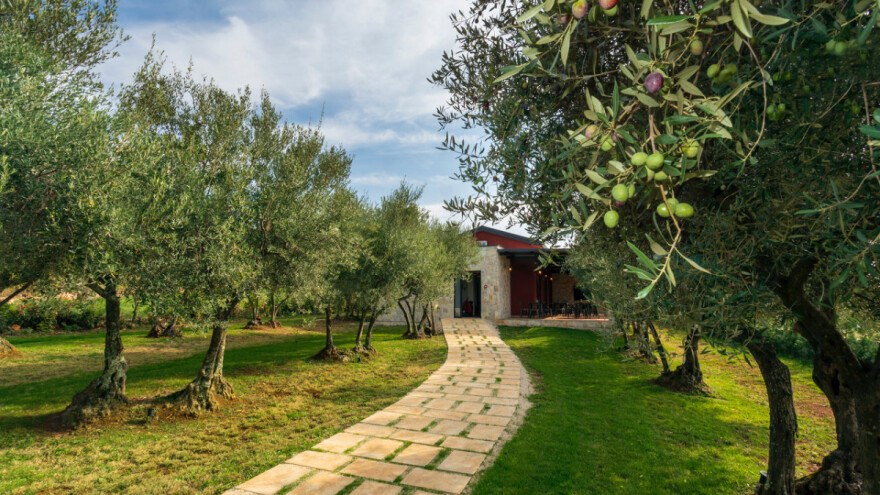 Otvorena kušaonica ulja u stoljetnom masliniku obitelji Grebac