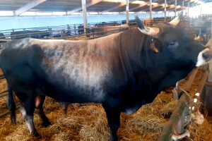 Najveća farma Black Angusa u Istri jedina na svijetu u hranidbu goveda uvela konoplju