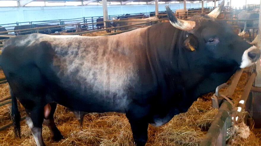 Najveća farma Black Angusa u Istri jedina na svijetu u hranidbu goveda uvela konoplju