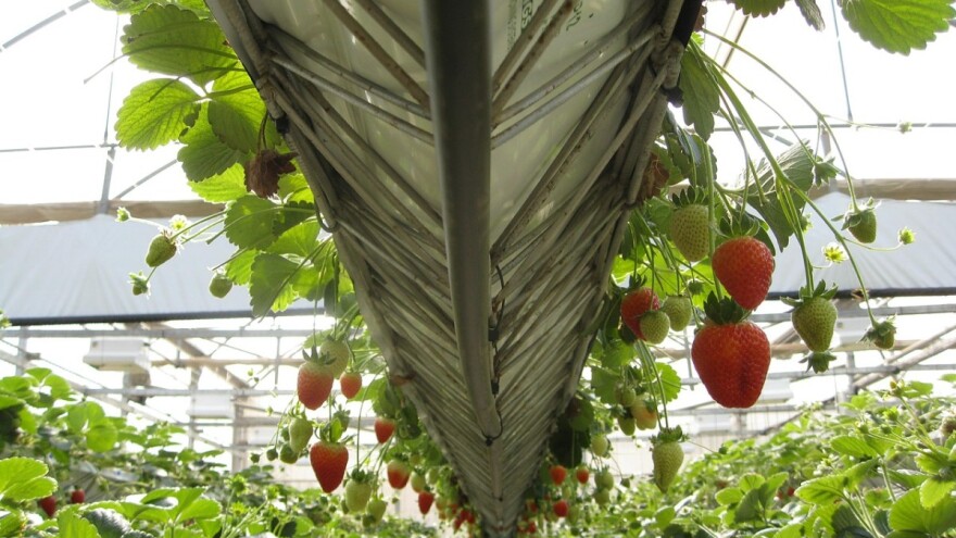 Tretiranje jagoda insektima umjesto pesticidima