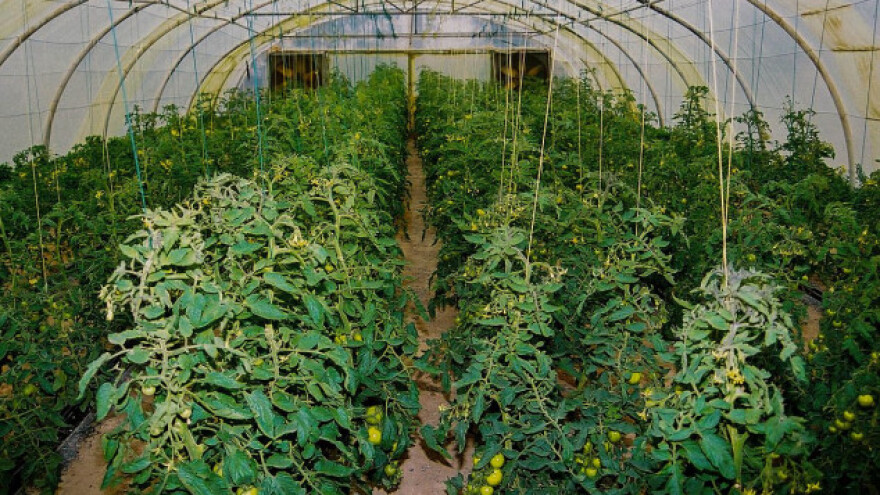 Moderna proizvodnja povrća u Novom Sadu