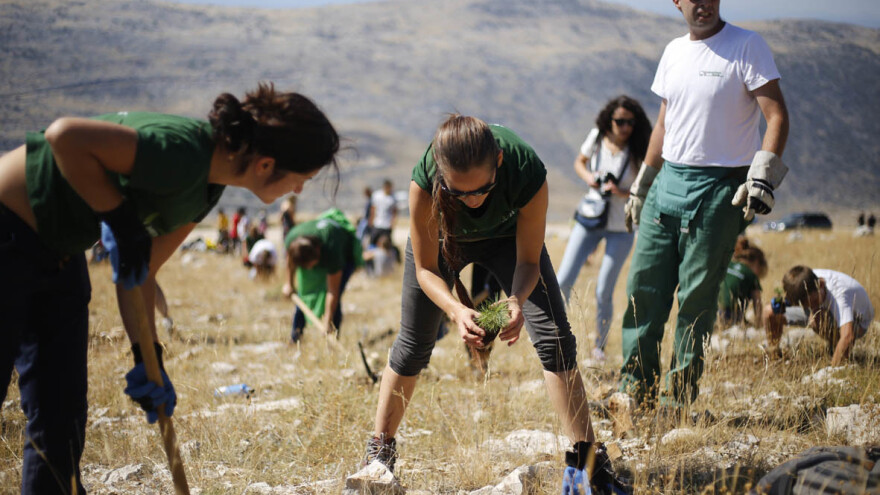 U  Zvjezdanom selu na Mosoru 350 volontera zasadilo 3.000 novih sadnica