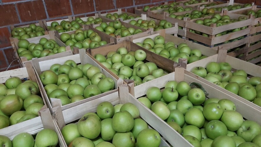 Greni smit: Nekada tražena jabuka, a sada je niko neće?