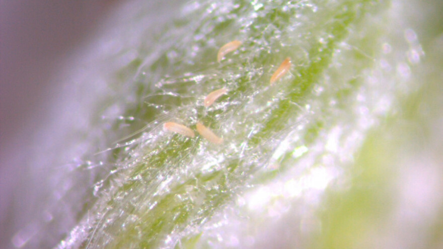 Suzbijanje grinje maline