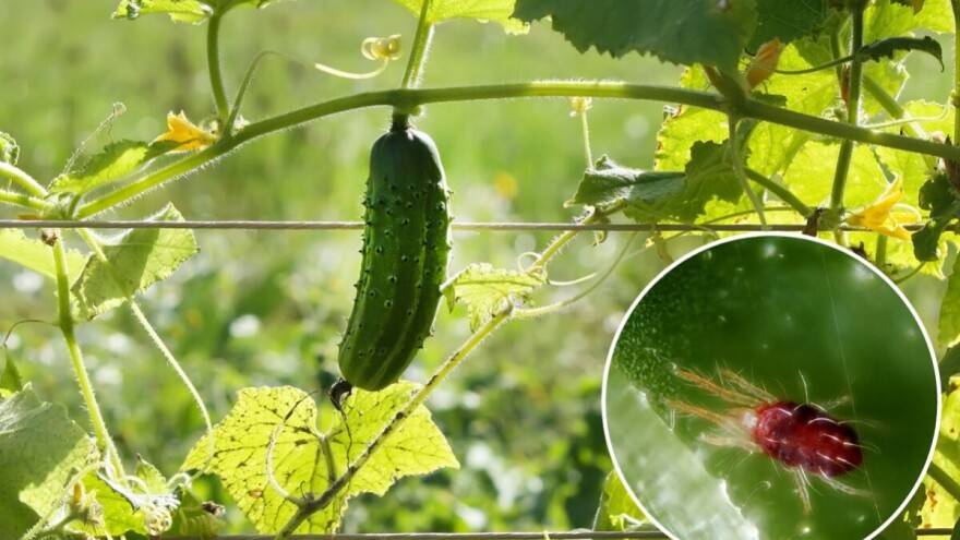 Oprez, grinje su prisutne na krastavcima, ali i drugim poljoprivrednim kulturama!