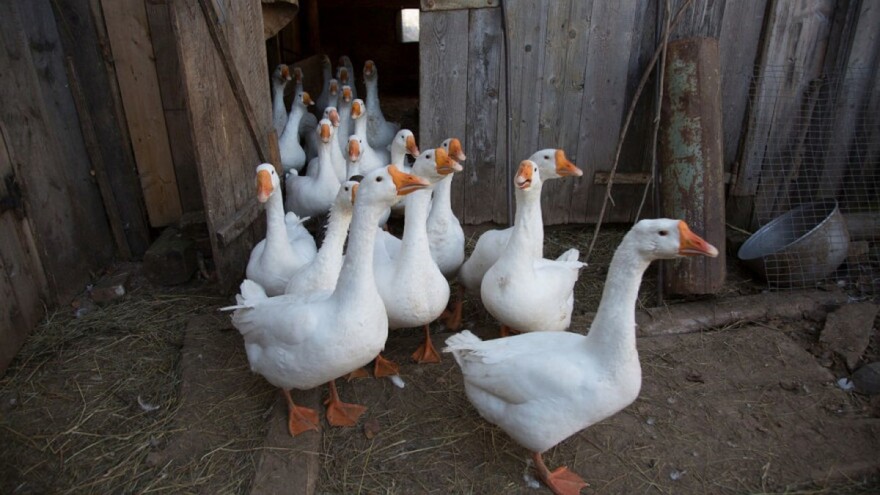 Novo izbijanje ptičje gripe u Europi - pogođene farme u Njemačkoj i Francuskoj
