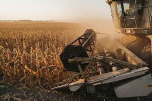 Grivičić smatra urod kukuruza rekordnim