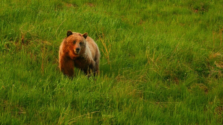Gladni sanski medvjed uništio pčelinjak sa oko 70 košnica