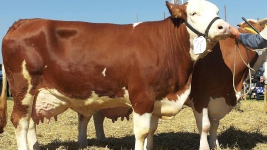 1. Republička izložba priplodnih goveda simentalske rase