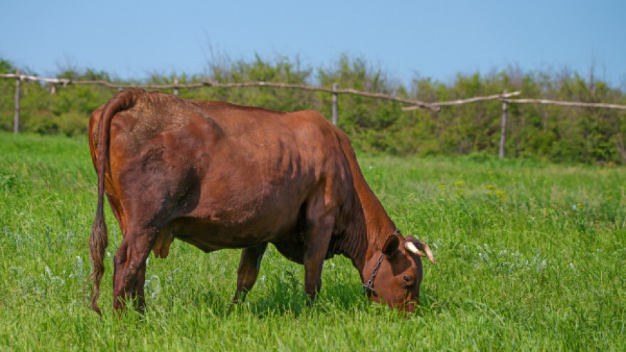Šta je nadun i kako ga sprečiti?