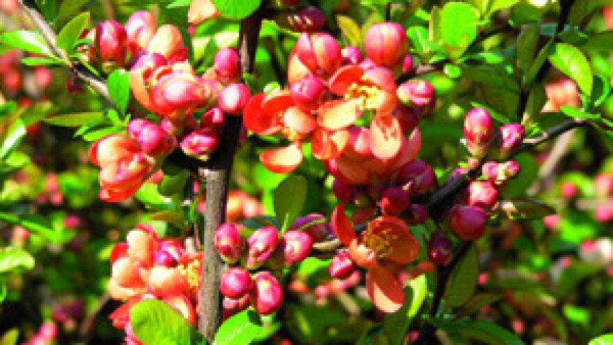 Presađivanje starijih grmova