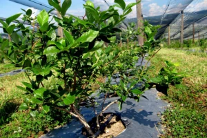 Uzgoj borovnice - prednosti i izazovi