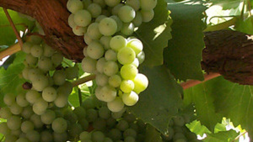 Trenutak je za brendiranje Hrvatske kao vinske zemlje