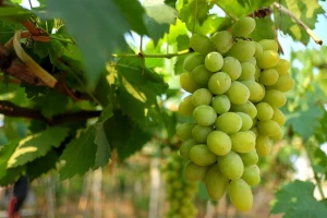Proizvodnja grožđa u Srbiji manja nego lane