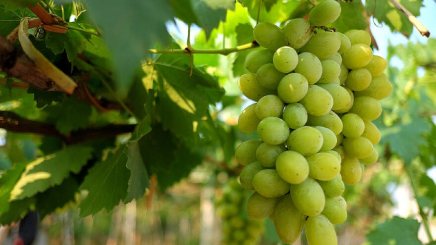 Proizvodnja grožđa u Srbiji manja nego lane