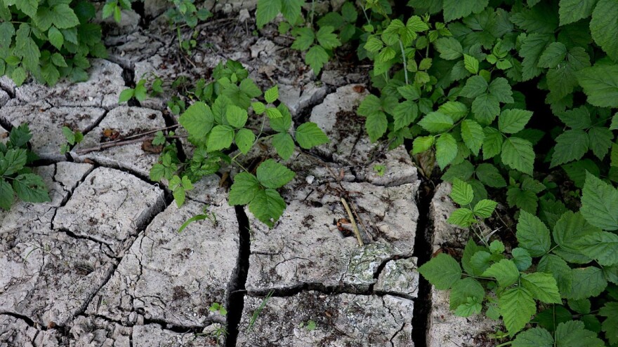 Organski hidrogel u borbi protiv suše