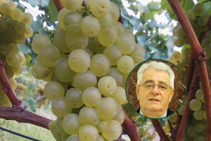 Loše vrijeme i u dane vikenda - ništa od berbe voća