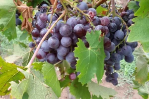 Podbacio rod voća - za grožđe u Šumadiji i Vojvodini još ima nade