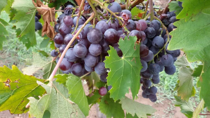 Podbacio rod voća - za grožđe u Šumadiji i Vojvodini još ima nade