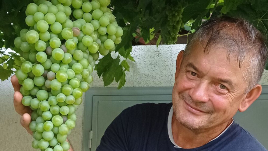 To je grozd! Vinova loza Mijata Stanišića daje grozdove duge do 60 cm i teške do 4 kg