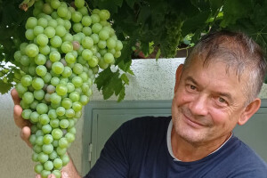 To je grozd! Vinova loza Mijata Stanišića daje grozdove duge do 60 cm i teške do 4 kg