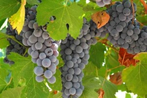 Vinari se moraju udružiti prije no što bude prekasno