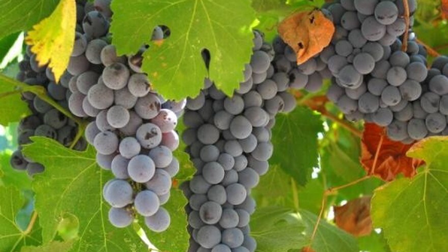 Vinari se moraju udružiti prije no što bude prekasno