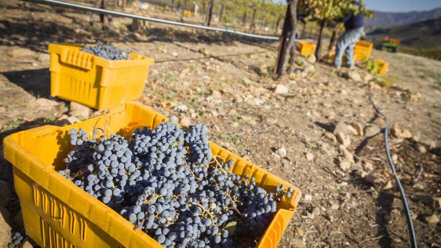 Svjetska proizvodnja grožđa: Manjak u EU nadoknađuje Kina