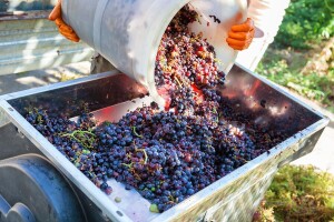 Kako napraviti dobro crno vino?