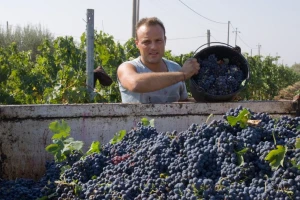 Zabranjen uvoz svježeg grožđa zbog ostatka hlorpirifosa
