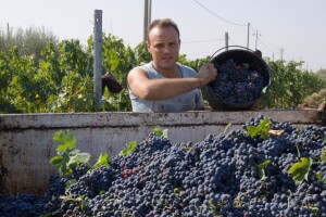 Zabranjen uvoz svježeg grožđa zbog ostatka hlorpirifosa