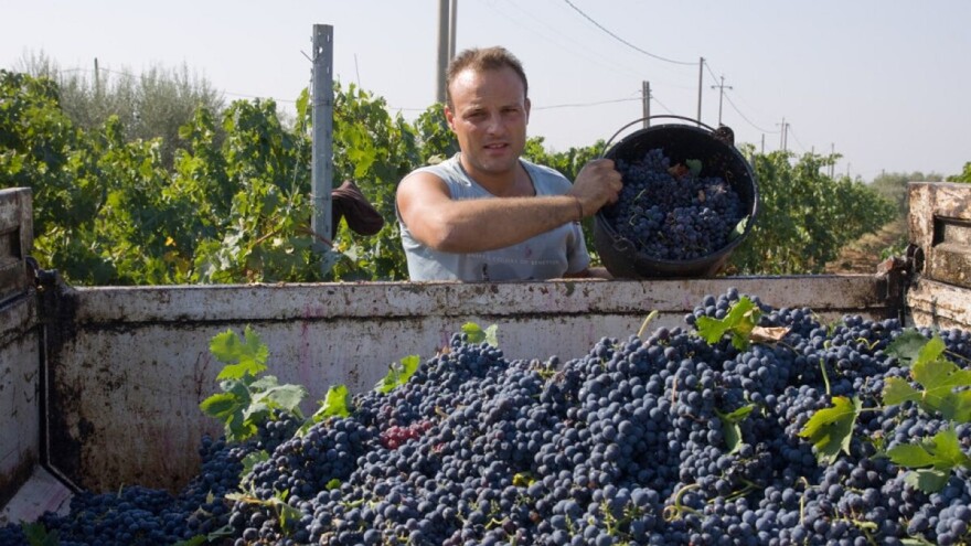 Zabranjen uvoz svježeg grožđa zbog ostatka hlorpirifosa