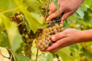 Uvodi se mjera zabrane uvoza grožđa na tri mjeseca kao potpora vinarima?