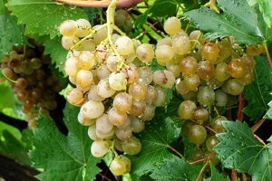 Zaštitite vinovu lozu u stadiju razvoja vunastog pupa