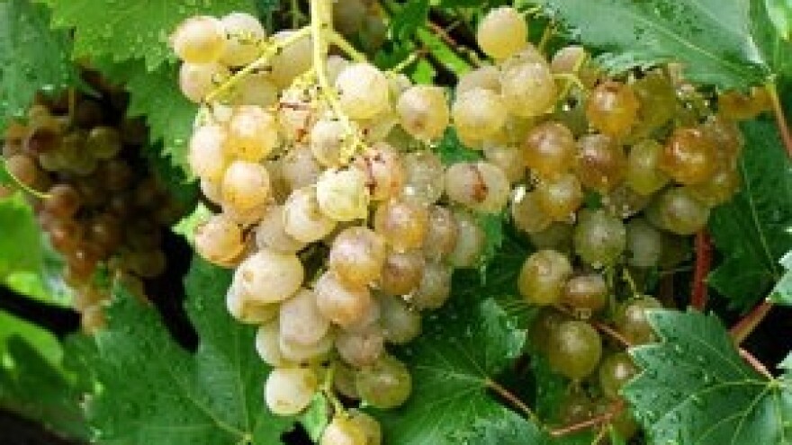 Zaštitite vinovu lozu u stadiju razvoja vunastog pupa