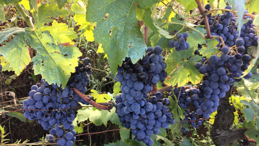 Manje grožđa - manje vina, ali kvalitetnog