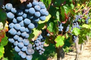 Predstavljanje hrvatskih vina u Francuskoj