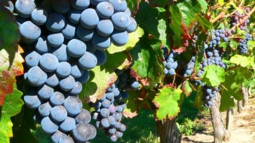 Predstavljanje hrvatskih vina u Francuskoj