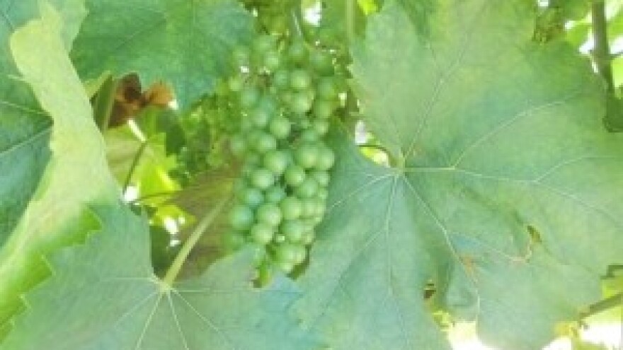 Mikal Premium F kolo vodi i biljne bolesti goni