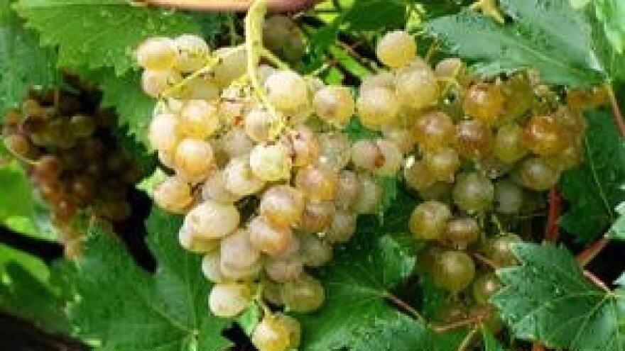 Mjere u zaštiti vinove loze