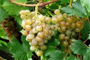 Mjere u zaštiti vinove loze
