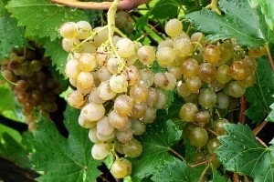 Zaštita vinograda u periodu zatvaranja grozda i početku mekšanja boba