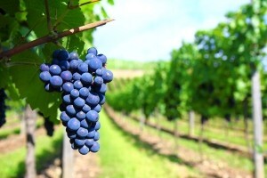 Dani vina otoka Krka