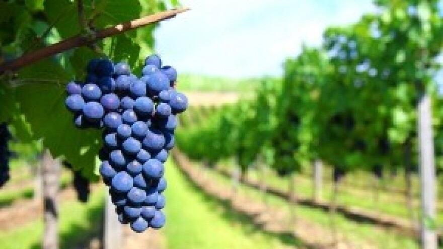 Dani vina otoka Krka