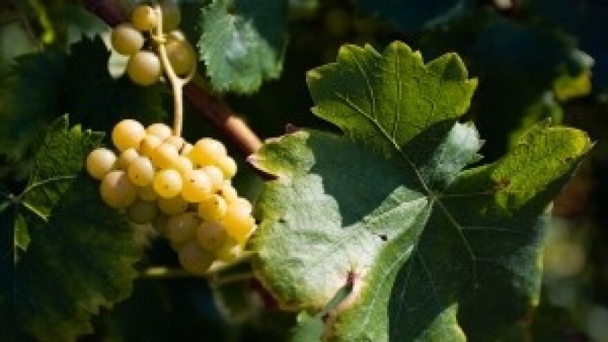 46. Iločka berba grožđa