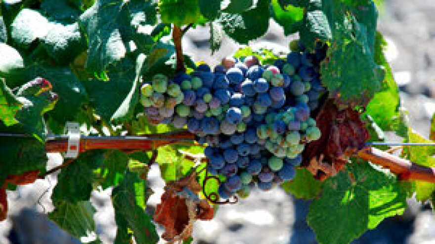 Međunarodni West Tečaj o vinu