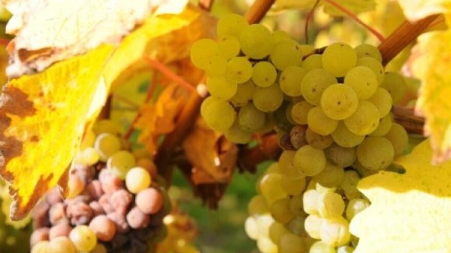 Proizvodnja cijepova iz Budrovaca