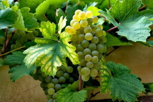 Hrvatski potencijal u svjetskoj nestašici vina