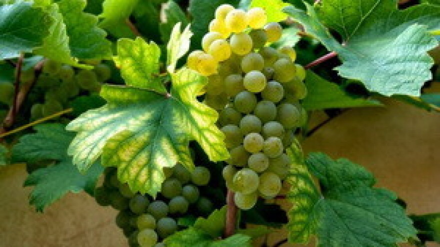 Hrvatski potencijal u svjetskoj nestašici vina